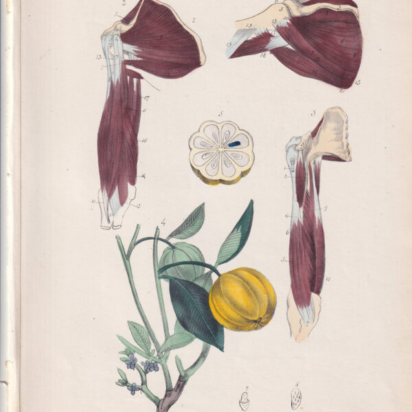 Tavola anatomica, muscoli, limone, 1839