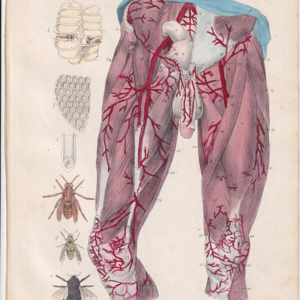 Tavola anatomica, apparato circolatorio, muscoli, 1839