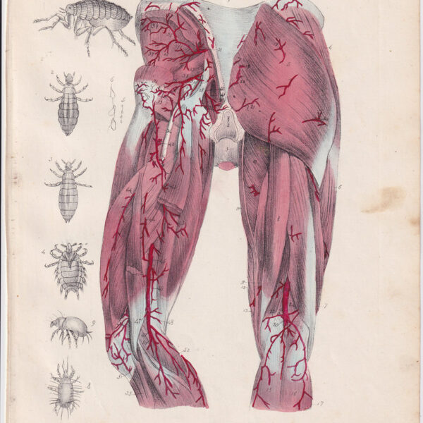 Tavola anatomica, apparato circolatorio, muscoli, 1839