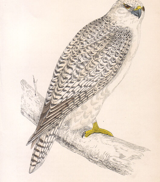 Falco rusticolus, Falco, 1870