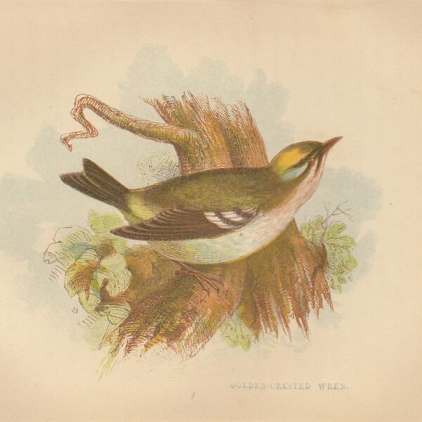 Scricciolo (Golden-crested Wren), 1853