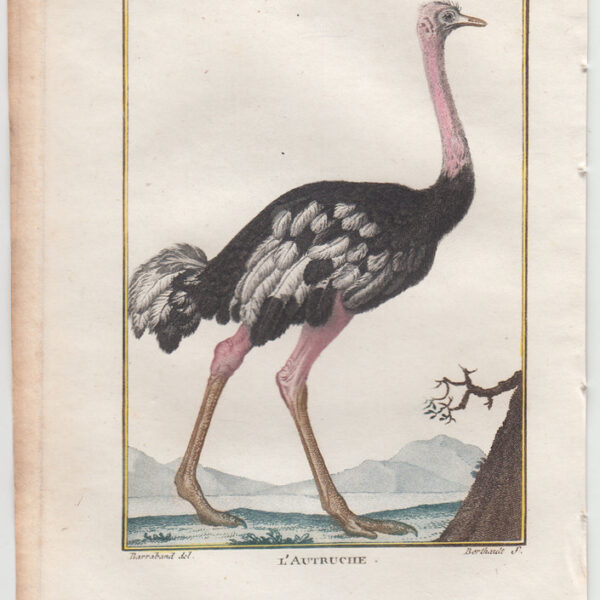 Struzzo, Leclerc de Buffon, 1770