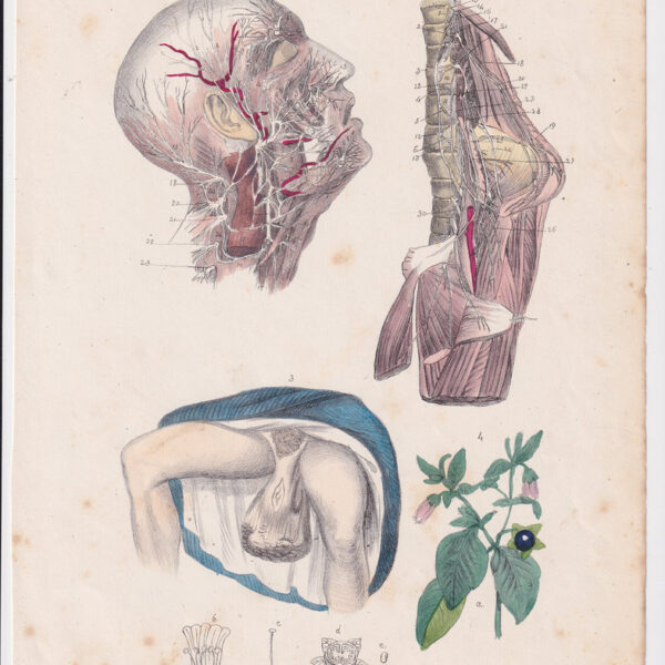 Tavola anatomica, ginecologia, apparato circolatorio, 1839