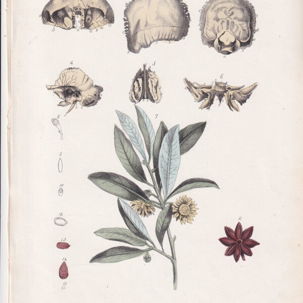 Tavola anatomica, cranio, ossa, 1839