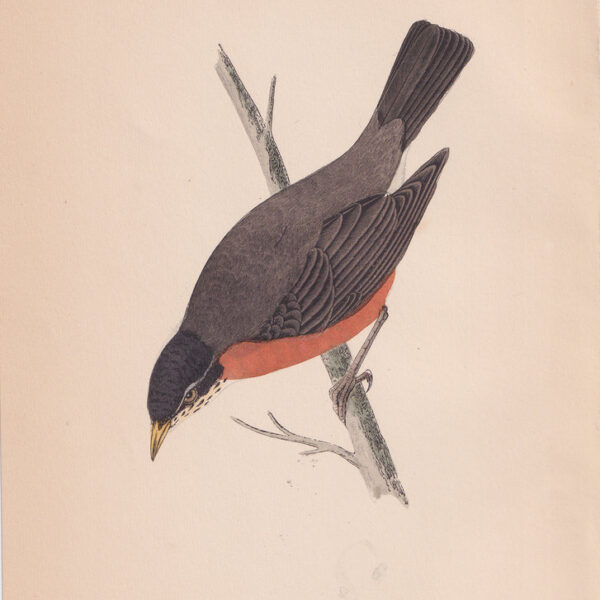Tordo Migratore, Migratory Thrush, 1875
