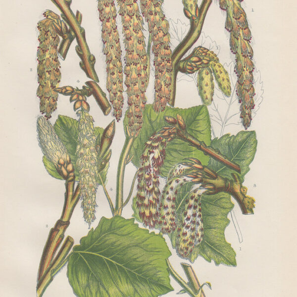 Populus Alba, 1860