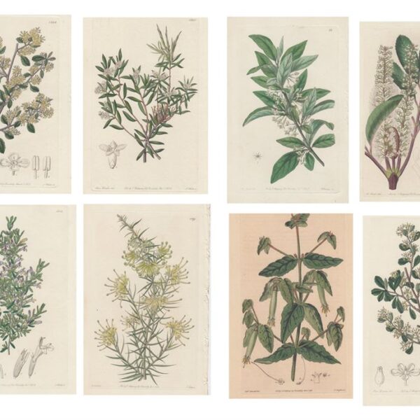 Lotto di 8 stampe di piante e fiori, 1830-40