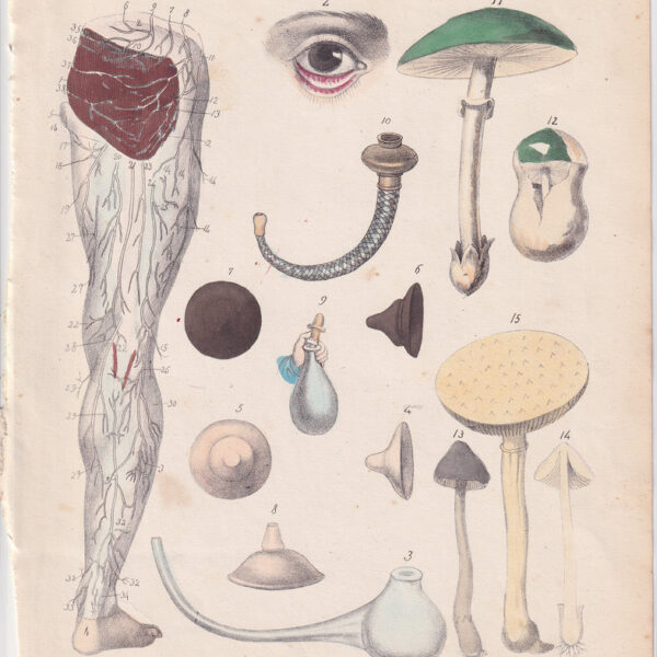 Tavola anatomica, vene, occhio, fungo, 1839