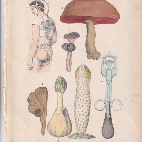 Tavola anatomica, funghi, 1839