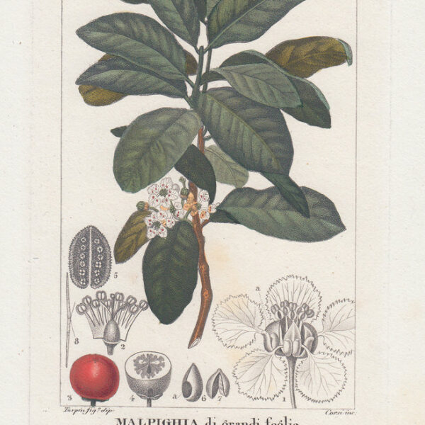 Malpighia, Botanica, XVIII sec