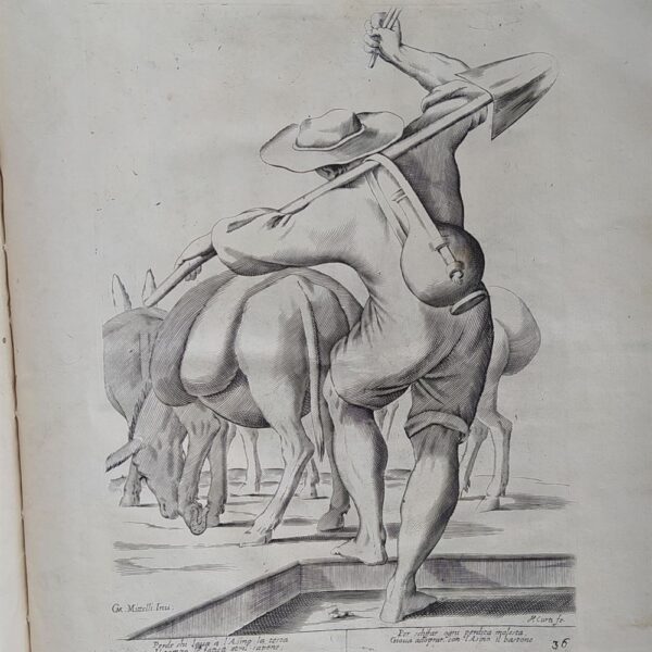 Mitelli Giuseppe Maria, Arti e Mestieri per la via, Guardiano di asini, 1660