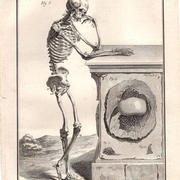 Diderot e D'Alembert,1778, scheletro corpo umano
