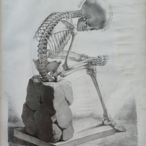 F.Bertinatti, Anatomia, Scheletro, 1839