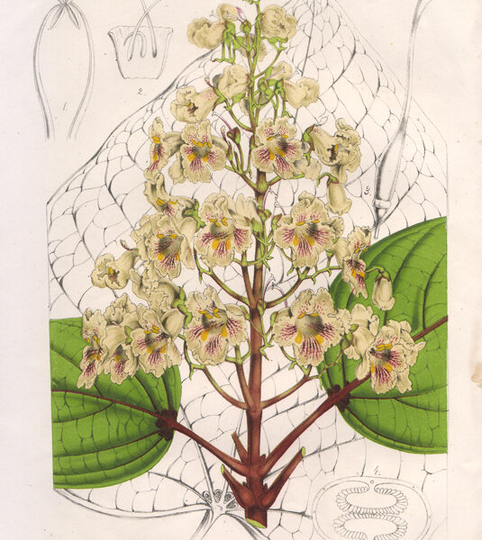 Catalpa Ovata, 1860