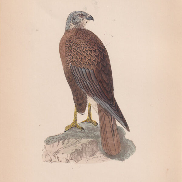 Poiana, Long-Legged Buzzard, 1875