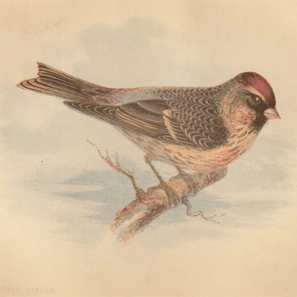 Linaria (Mealy Linnet), 1853