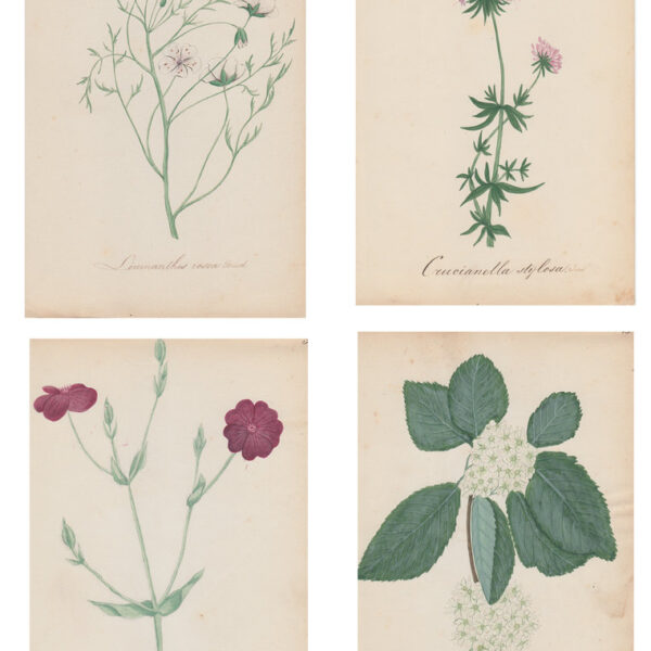 Lotto di 4 acquarelli di fiori, XIX sec.