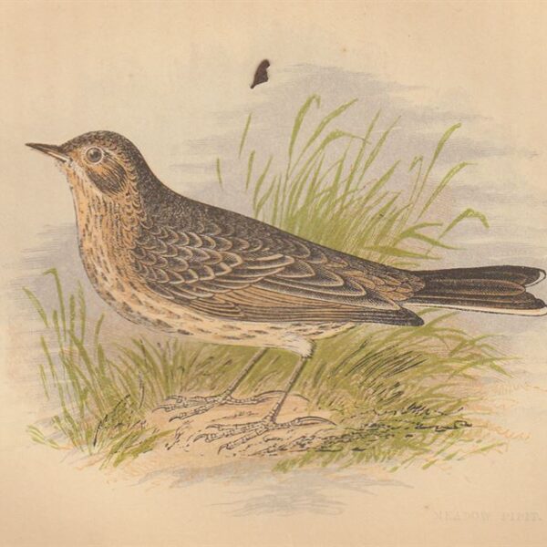 Pispola (Meadow Pipit), 1853