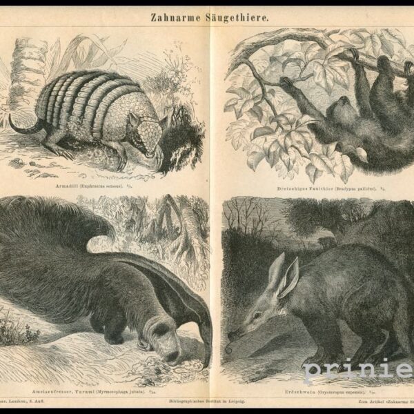 Armadillo, Bradipo, 1890