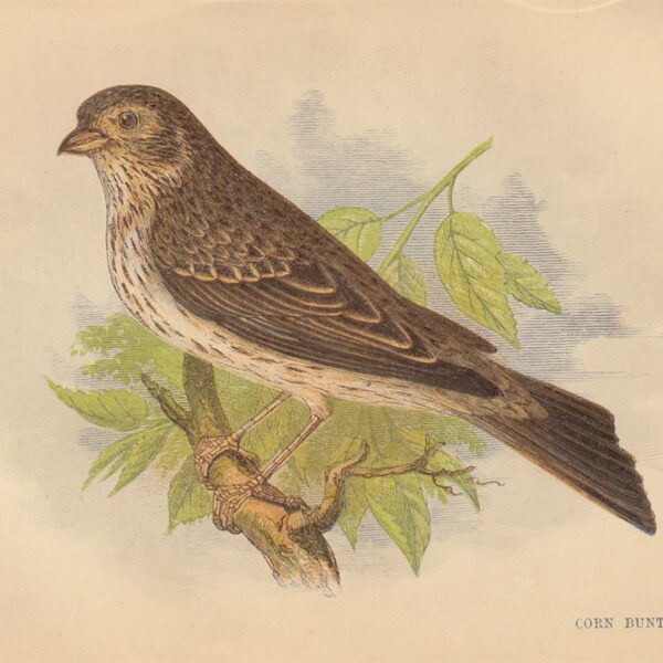 Strillozzo (Corn Bunting), 1853