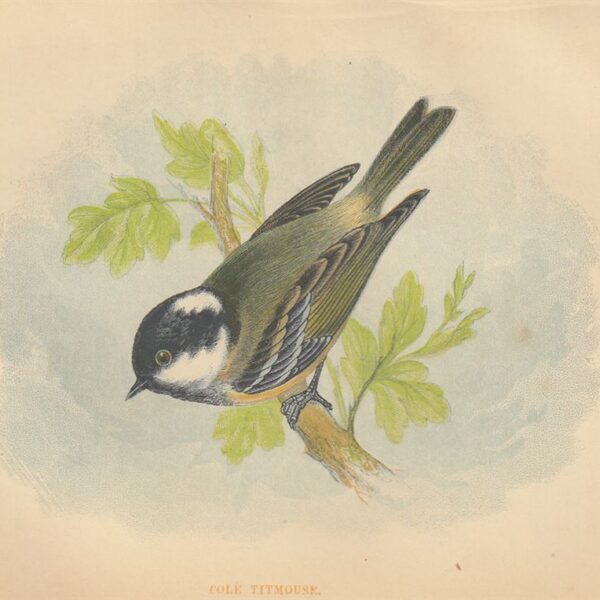 Cincia mora (Cole Titmouse), 1853
