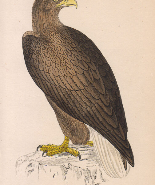Aquila, Haliaetus albicilla, 1870