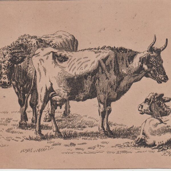 Paulus Potter (1625-1654), Tre mucche, XVII sec.