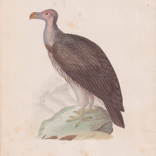 Avvoltoio, Northern Sociable Vulture, 1875