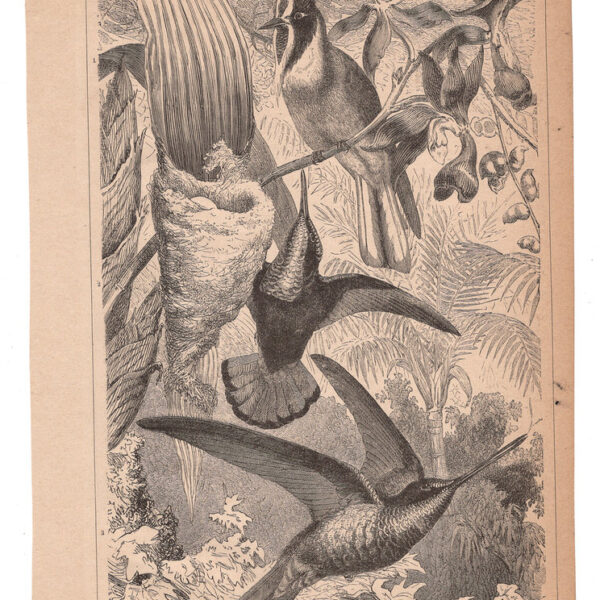Colibri, 1890
