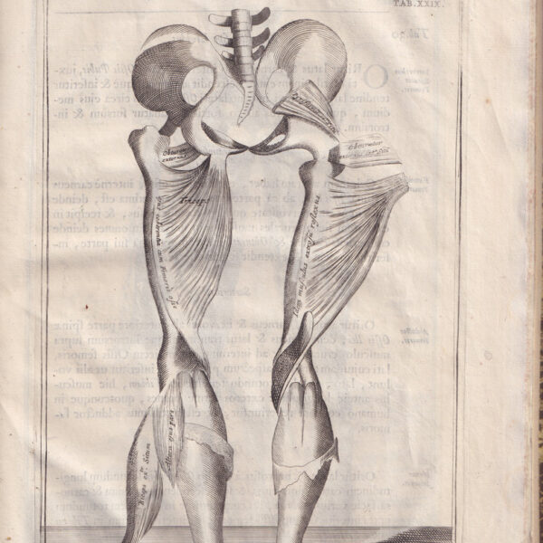 Browne, Muscoli delle gambe, 1694
