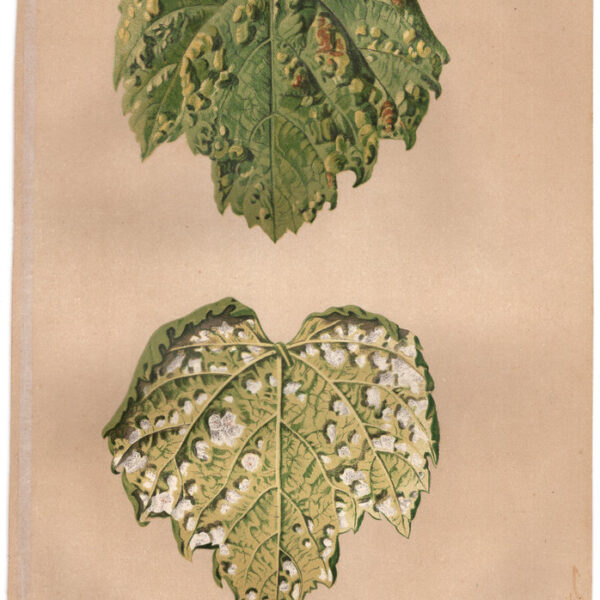 Acari della Vite, 1887