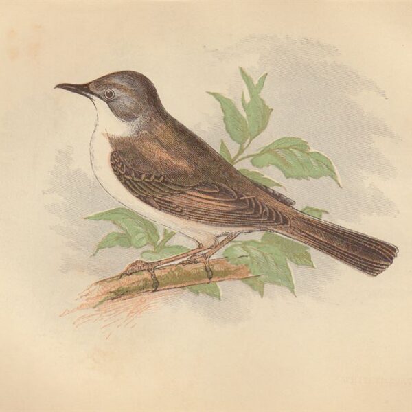 Sterpazzola (Whitethroat), 1853