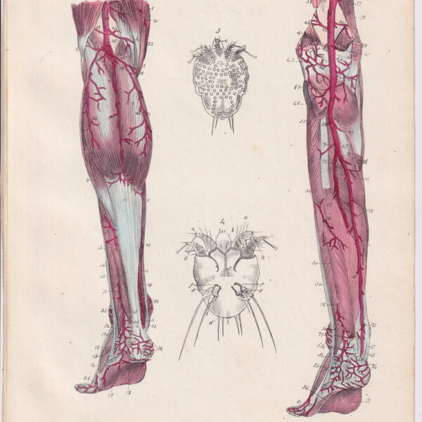 Tavola anatomica, apparato circolatorio, muscoli, 1839