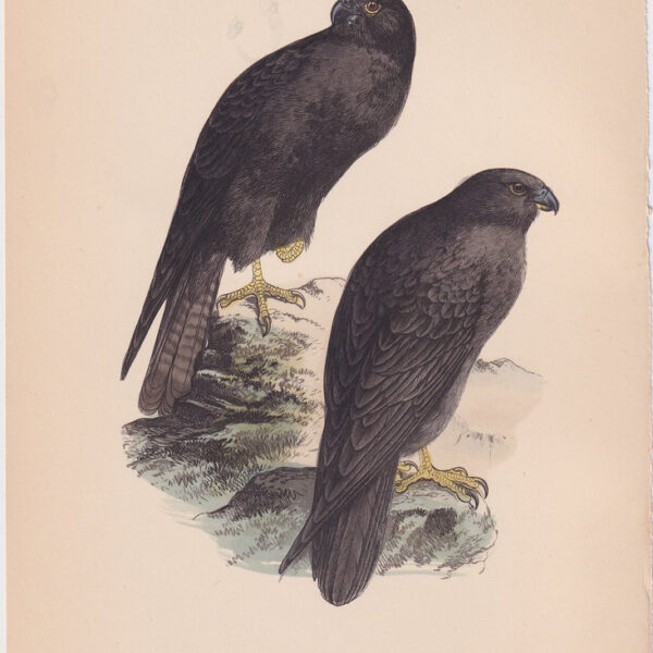 Falcone, Eleonora Falcon, 1875