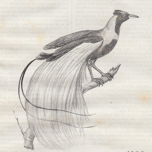 Uccello rosso del Paradiso, 1840