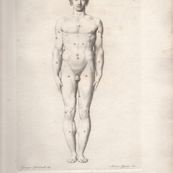 Corpo umano, parte anteriore, 1814