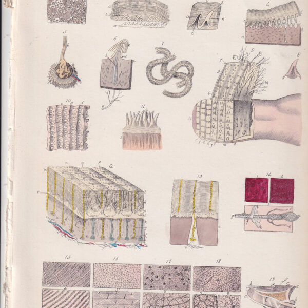 Tavola anatomica, derma, pelle, 1839