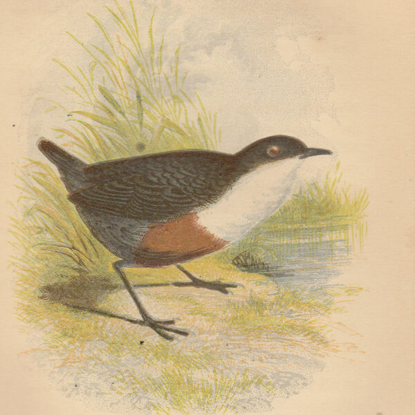 Uccello d'acqua (Water Ouzel), 1853