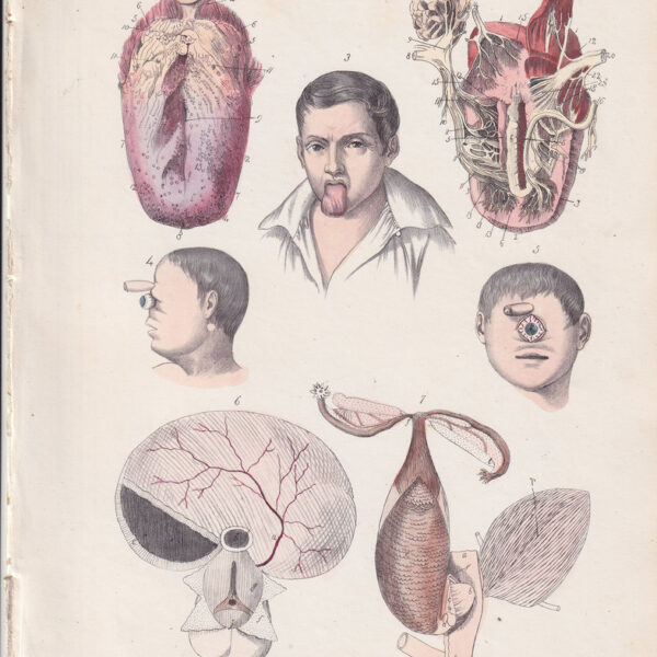 Tavola anatomica, lingua, 1839