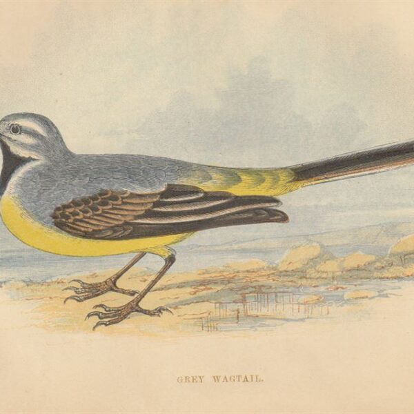 Ballerina gialla (Grey Wagtail), 1853
