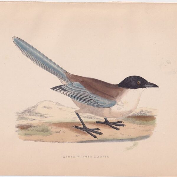 Gazza Aliazzurre, 1875