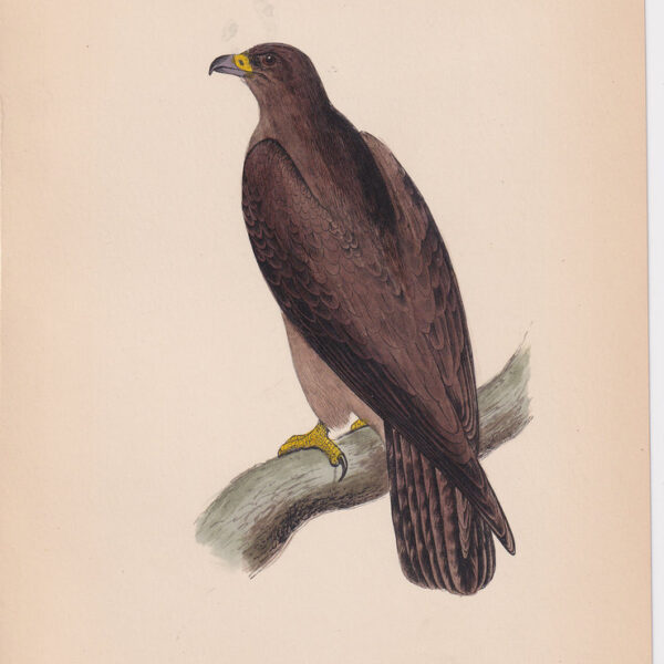 Aquila, Caspian Bifasciated Eagle, 1875