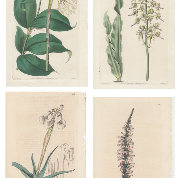 Lotto di 4 stampe di piante, 1810-30
