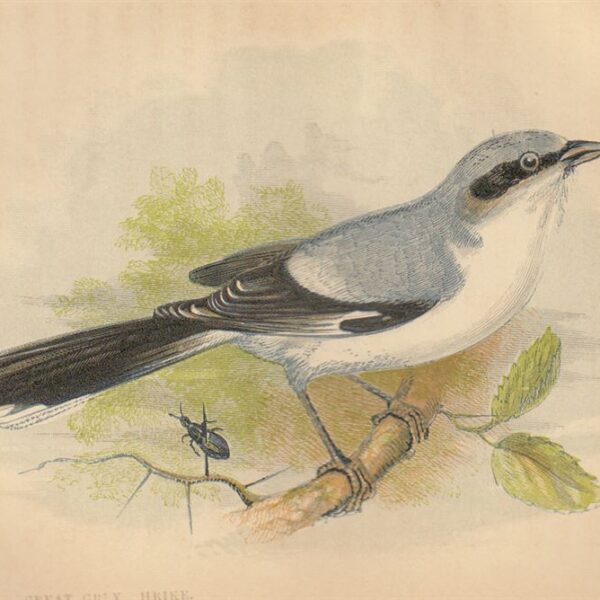 Averla maggiore (Great Grey Shrike), 1853