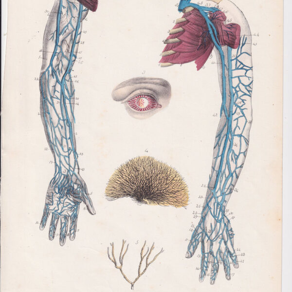 Tavola anatomica, vene, apparato circolatorio, 1839