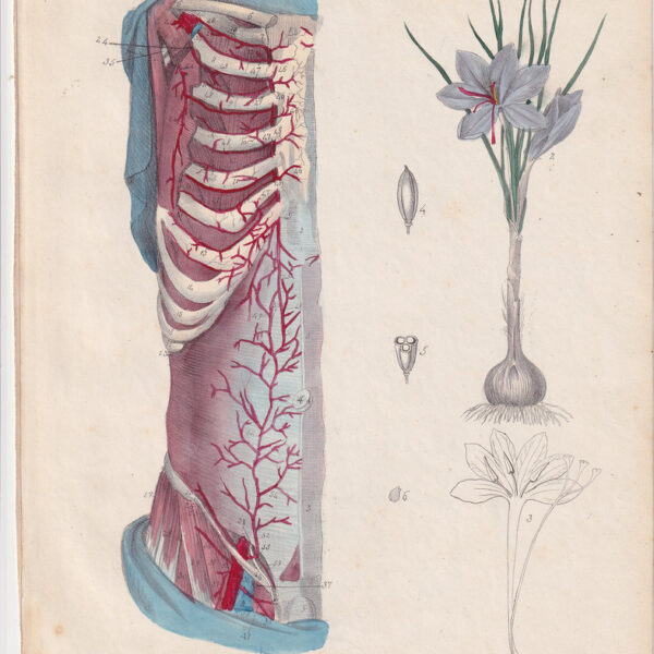 Tavola anatomica, apparato circolatorio, 1839