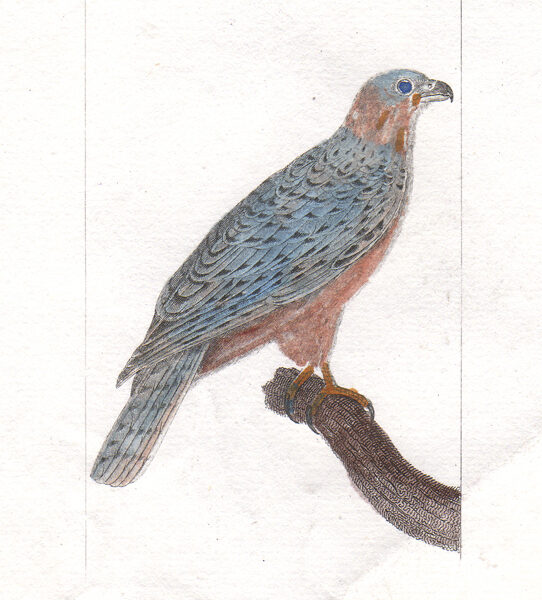 Falco, 1830