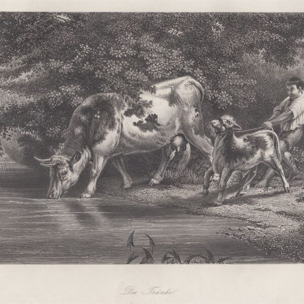 Mucca e Vitello, W.French, 1840-50