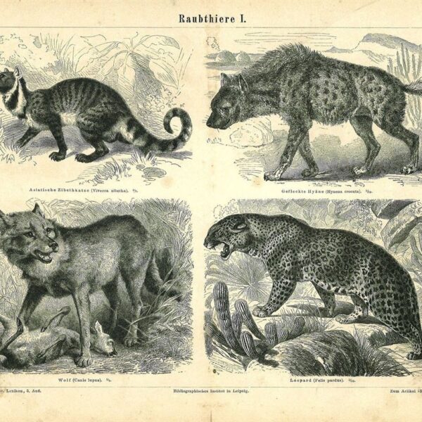 Lupo, Leopardo, Iena, Viverra, 1890