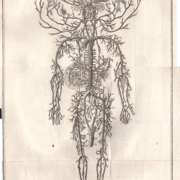 Diderot e D'Alembert,1778, anatomia sistema circolatorio vene  arterie
